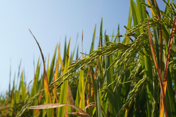 Healthy food for healthy environment