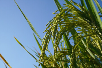 Sustainable food for environmental health with organic rice