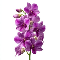 Obraz premium Elegant spray of purple orchid blossoms and buds isolated on white background