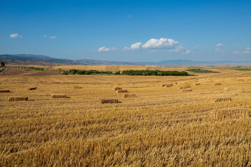 straw bales in a wheat field in summer
