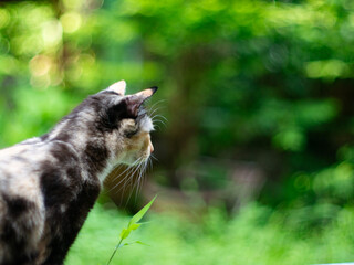 portrait of cute calico cat with green eyes with nature green bokeh background.