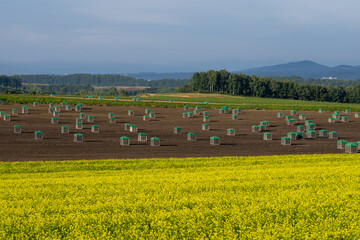 Rape flower field and onion field after harvest
