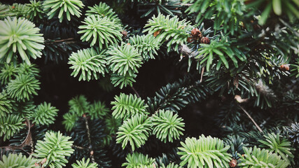 christmas tree branches