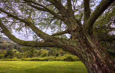 oak tree in the park
