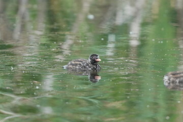 池で泳ぐカイツブリの幼鳥