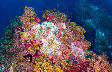 Underwater coral reef with coral
