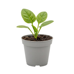 Green plant seedling in grey pot