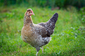 A  hen are walking outside in the village. Countryside. Close-up. Background.