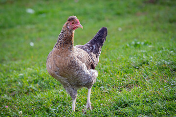A  hen are walking outside in the village. Countryside. Close-up. Background.