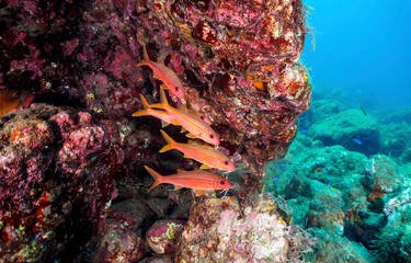 Coral fishes underwater