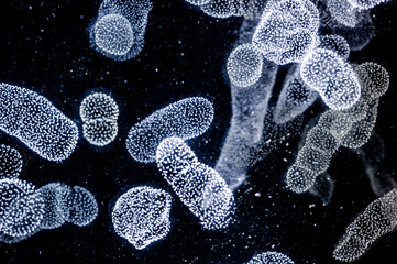 A colony of Rhizaria, an important group of large zooplankton Rhizaria make up some 33 percent of...