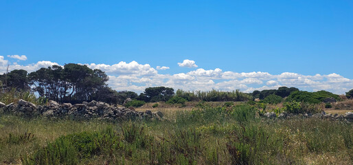 Apulian costal forest landscape