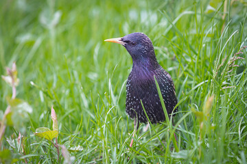The common starling or European starling, Sturnus vulgaris, on a sprng lawn. Close-up of foraging parent animal collecting food.