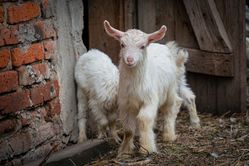 Obraz premium Beautiful little goats strolling through the village. Free grazing of baby goats.
