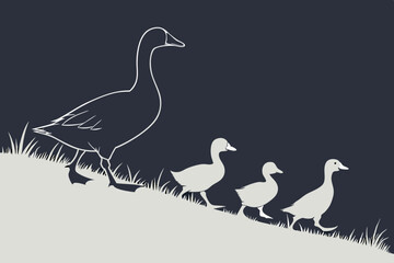 vector illustration of pigeons