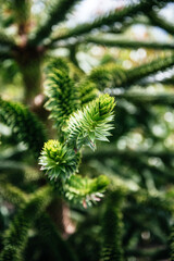 Araucaria Araucana Branch with Sharp Green Spikes