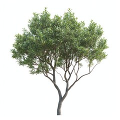 Green tree isolated illustration vegetation.