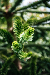Closeup of Monkey Puzzle Tree Leaves
