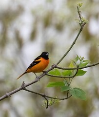 Fototapeta premium Baltimore Oriole