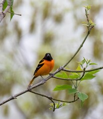 Baltimore Oriole