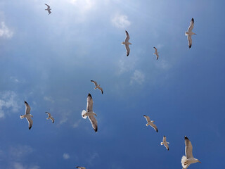 Background of flying seagulls against blue sky