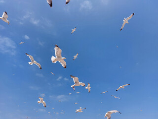 Background of flying seagulls against blue sky