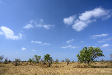 tree, haystacks and blue sky