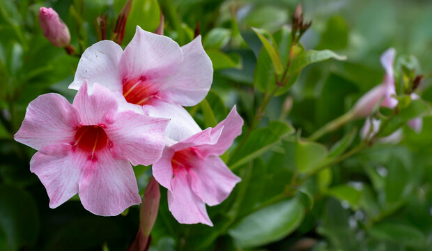 Pink Mandevilla, Dipladenia or rocktrumpet flowers in a garden. Floral background, selective focus