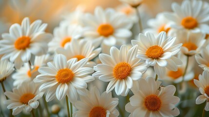 Fototapeta premium A stunning display of white daisies with vibrant orange centers captures the beauty of spring, symbolizing purity and new beginnings in a soft, dreamy atmosphere.