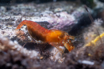 Gambero (Alpheus sp.) Snapping Prawn - Alpheus macrocheles Mediterranean sea Alghero, Sardinia, Italy