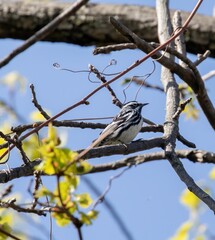 Black and White Warbler