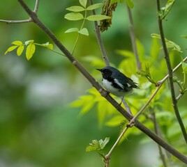Black-throated blue warbler