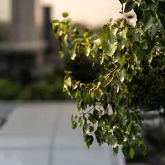 tree in the garden with environment green tree