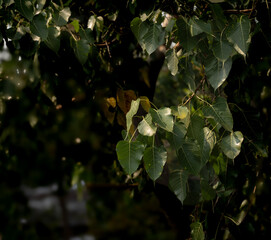 green leaves in the forest, with environment green tree