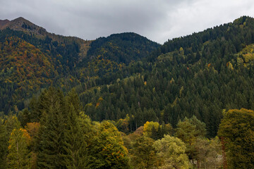view of autumnal forest in Trentino Alto Adige with warm colors	
