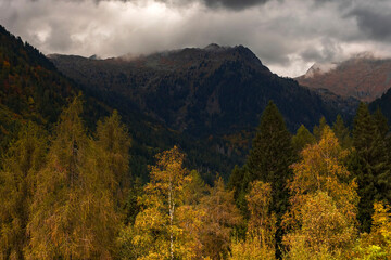 view of autumnal forest in Trentino Alto Adige with warm colors	
