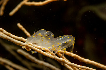 Shrimp (Pontonia aka Ascidonia flavomaculata). This tiny transparent-bodied shrimp lives inside sea squirts. Alghero, Sardinia. Italy