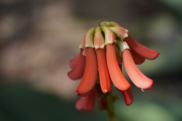 Erythrina zeyheri, commonly known as the ploughbreaker, is a deciduous, geoxylic subshrub and member of the family Fabaceae. Hanover Berggarten, Germany.
