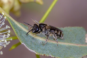 Lasioglossum (Chilalictus) sp. - Small Native Bee with Striped Abdomen