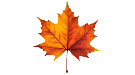 Obraz premium Maple Leaf PNG – Realistic Isolated Autumn Leaf on Transparent Background 