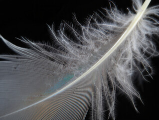 White Feather Macro Detail, Soft Plumage Texture Background