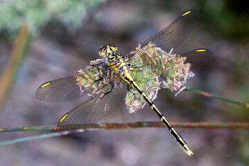Yellow-striped Hunter (Austrogomphus guerini) - Australian Dragonfly with Black and Yellow Body