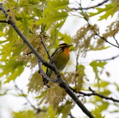 Blackburnian Warbler