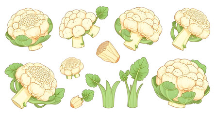 Cauliflower vector, Cauliflower illustration, Cauliflower clipart, Fresh cauliflower icon, Organic cauliflower, Whole cauliflower vector, Cauliflower head illustration, White vegetable vector, Caulifl