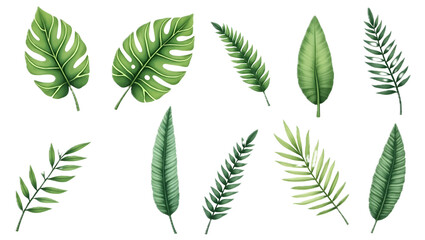 Assorted leaves on white background for natural design elements.