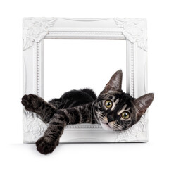 Excellent charcoal Bengal cat kitten, laying in picture frame. Looking attentive towards camera. Isolated on a white background.