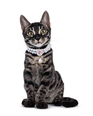 Excellent charcoal Bengal cat kitten, sitting up facing front wearing fancy necklace. Looking attentive towards camera. Isolated on a white background.