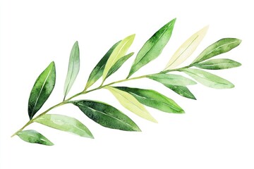 Fototapeta premium Summer olive branch illustration watercolor leaves.
