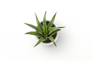 Plant plant aloe leaf.