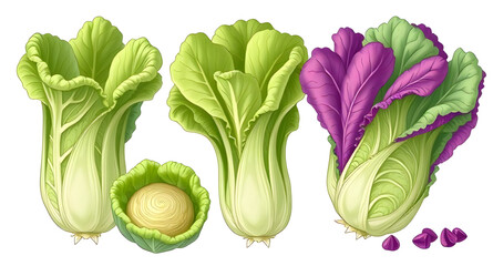 Lettuce vector, Lettuce illustration, Green lettuce icon, Fresh lettuce clipart, Lettuce vegetable vector, Organic lettuce drawing, Whole lettuce vector, Lettuce leaf vector, Lettuce head illustration